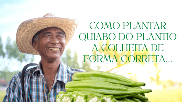 Como plantar quiabo do plantio a colheita de forma certa