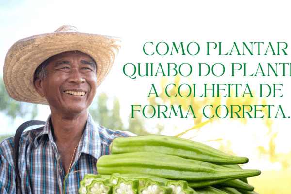 Como plantar quiabo do plantio a colheita de forma certa