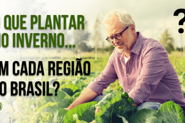 O que plantar no inverno em cada região do Brasil