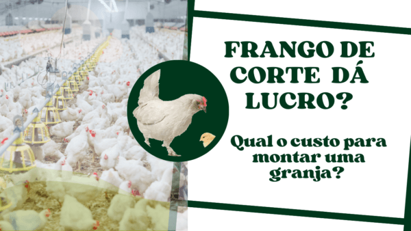 Frango de Corte dá lucro? Qual o custo para montar uma granja?
