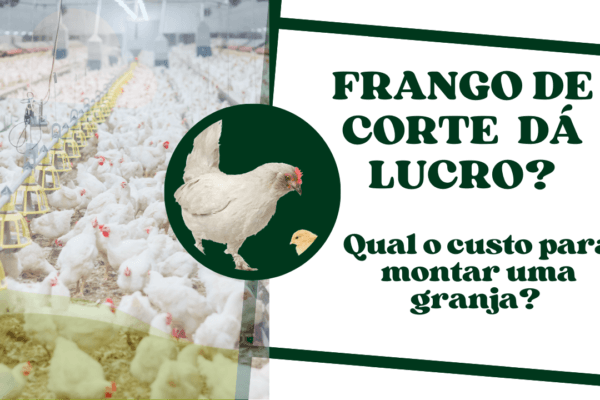 Frango de Corte dá lucro? Qual o custo para montar uma granja?