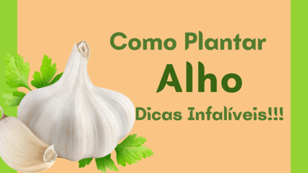 Saiba como plantar alho em casa com dicas infalíveis
