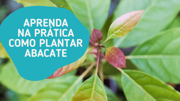 Aprenda na prática como plantar abacate