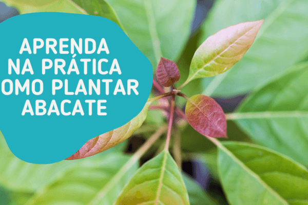 Aprenda na prática como plantar abacate