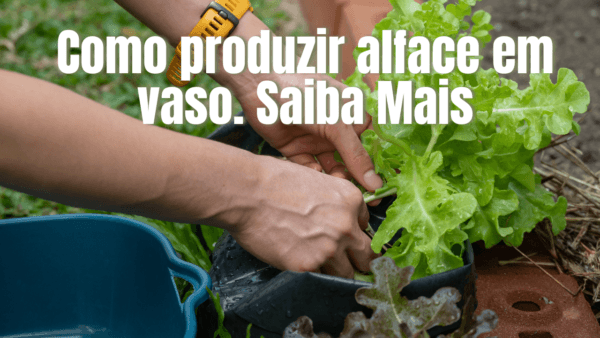 Como produzir alface para o consumo em vaso