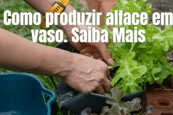 Como produzir alface para o consumo em vaso