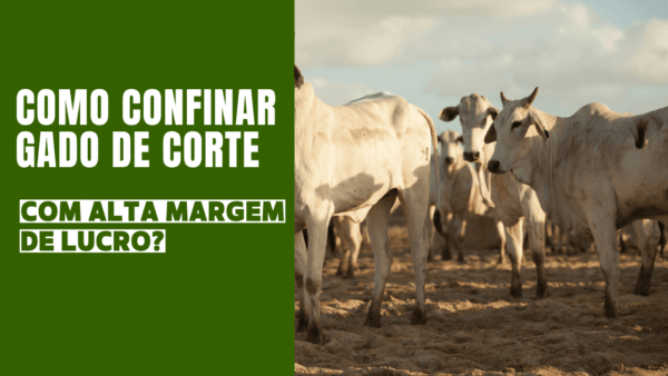 Como Confinar gado de Corte com alta margem de lucro