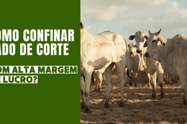 Como Confinar gado de Corte com alta margem de lucro