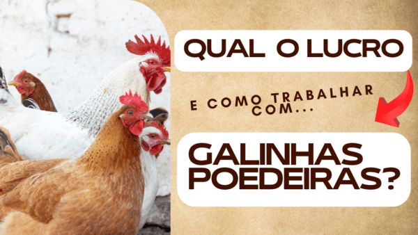 Qual o lucro e como trabalhar com galinhas poedeiras