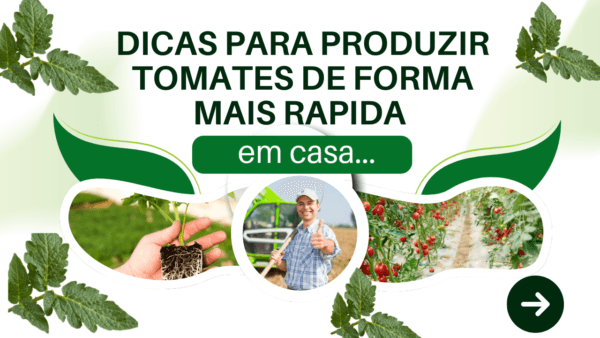 Dicas para produzir tomates em casa de forma mais rápida