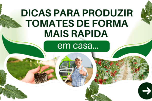 Dicas para produzir tomates em casa de forma mais rápida