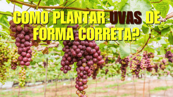 Como cultivar uvas de forma correta