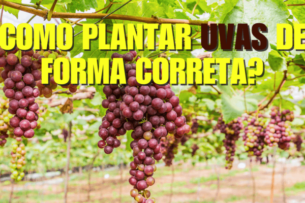 Como cultivar uvas de forma correta