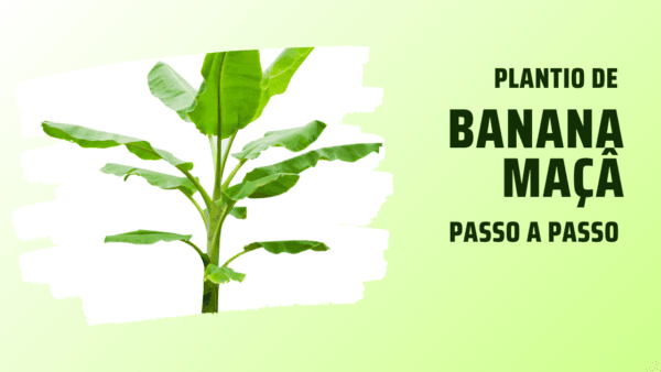Plantio de Banana Maçã passo a passo