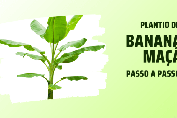 Plantio de Banana Maçã passo a passo