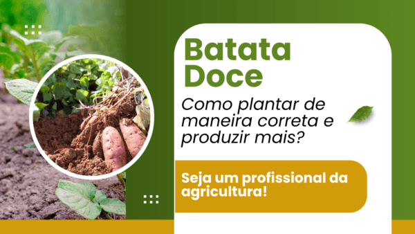 Batata doce: como plantar de maneira correta e produzir mais