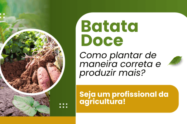 Batata doce: como plantar de maneira correta e produzir mais