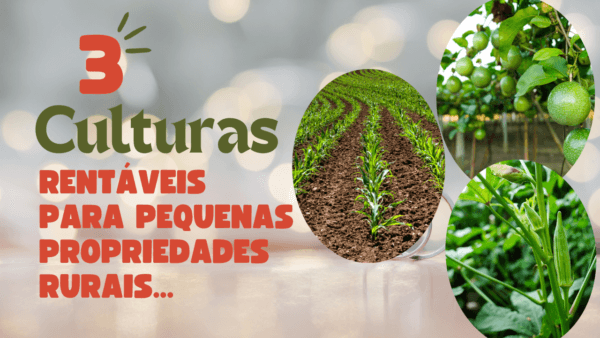 Culturas rentáveis para pequenas propriedades rurais