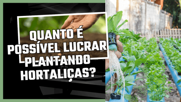Quanto é possível lucrar plantando hortaliças?