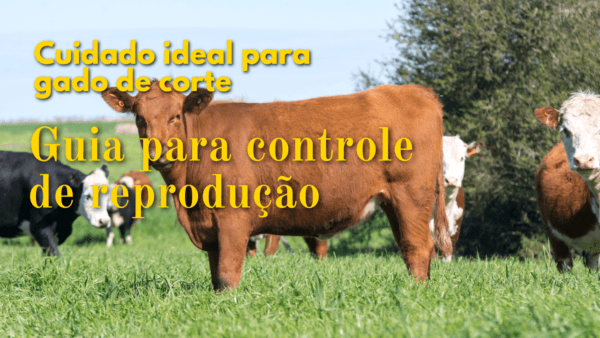 Cuidado ideal para gado de corte- Controle de reprodução