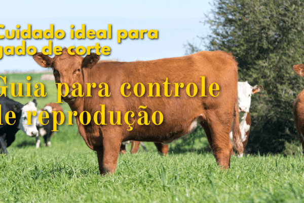 Cuidado ideal para gado de corte- Controle de reprodução