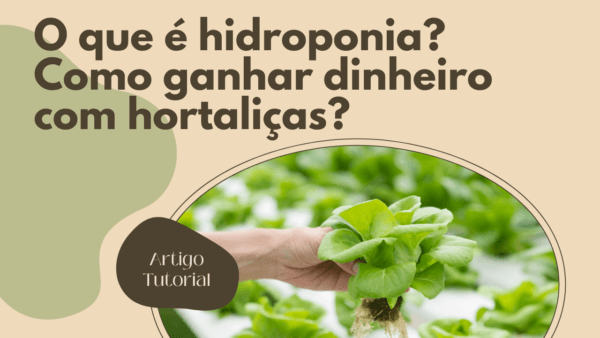 Hidroponia: Como ganhar dinheiro com hortaliças