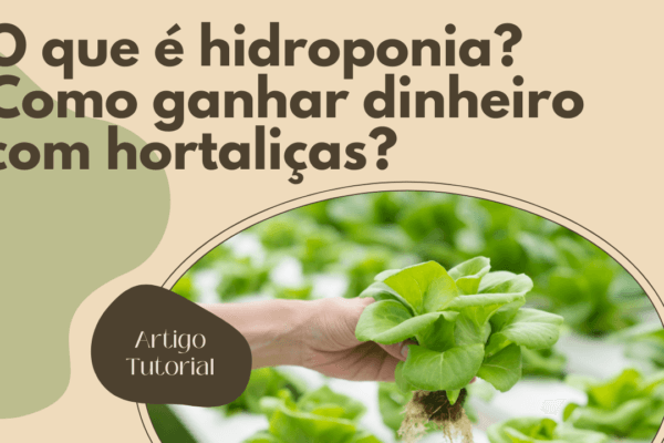 Hidroponia: Como ganhar dinheiro com hortaliças