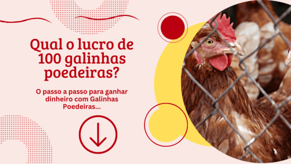 Qual o lucro de 100 galinhas poedeiras?