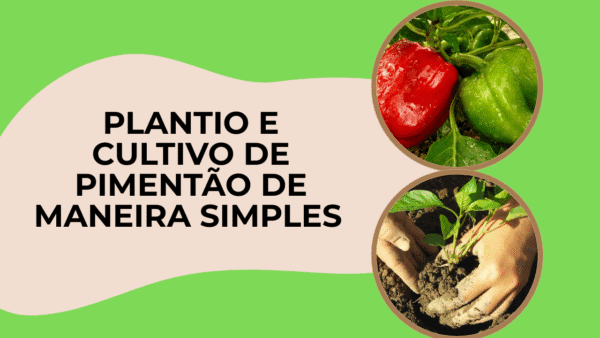 Plantio e Cultivo de Pimentão de maneira simples 