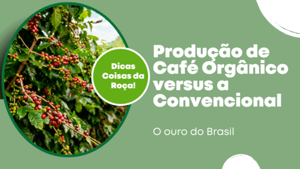 Produção de Café Orgânico versus a convencional