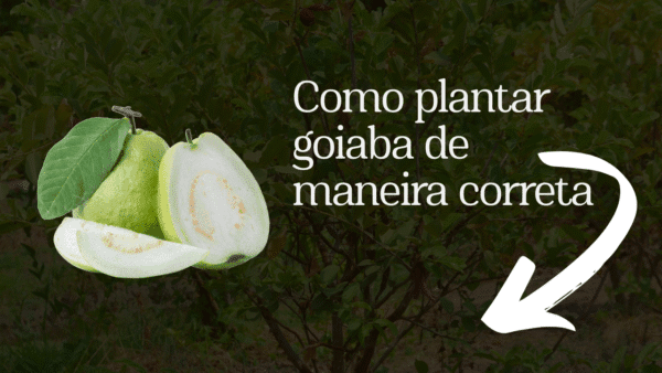 Como plantar goiaba de maneira correta