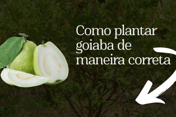 Como plantar goiaba de maneira correta