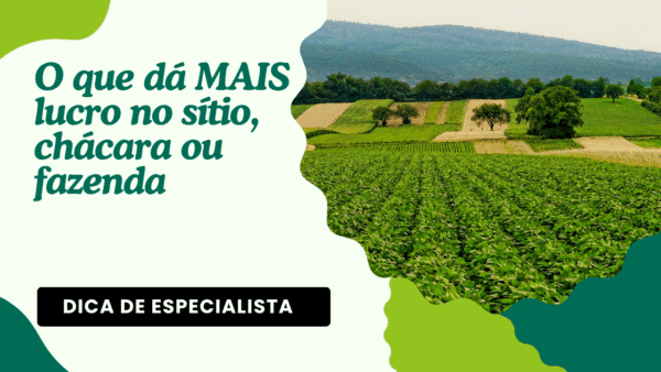 O que dá MAIS lucro no sítio, chácara ou fazenda