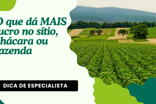 O que dá MAIS lucro no sítio, chácara ou fazenda
