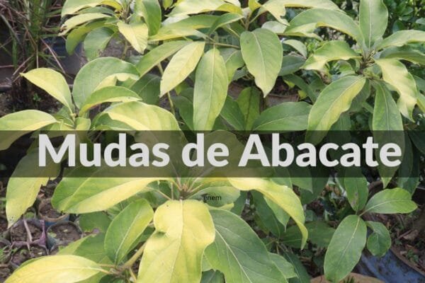 Guia Completo para o Plantio e sobre muda de Abacate