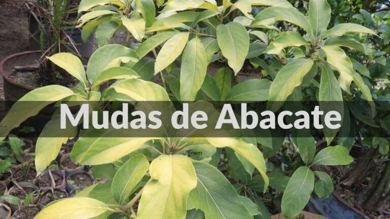 Sobre Mudas de Abacate