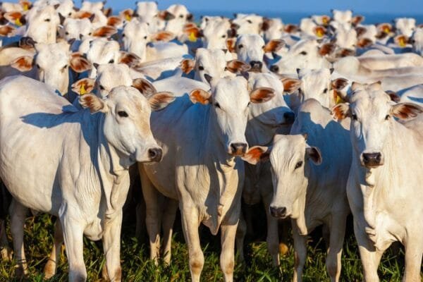 Como começar na pecuária de corte mesmo com pouco dinheiro