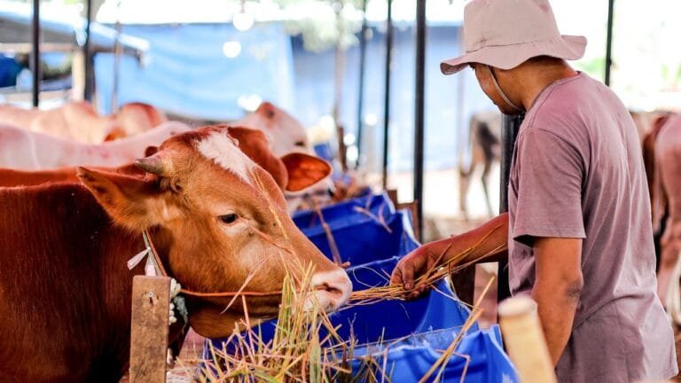 Imagem do artigo Criação de Gado Extensiva_ Como Maximizar a Rentabilidade e Reduzir Custos 2