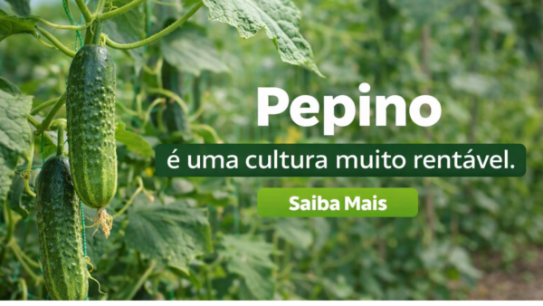 Pepino: como plantar, podar e colher pepino