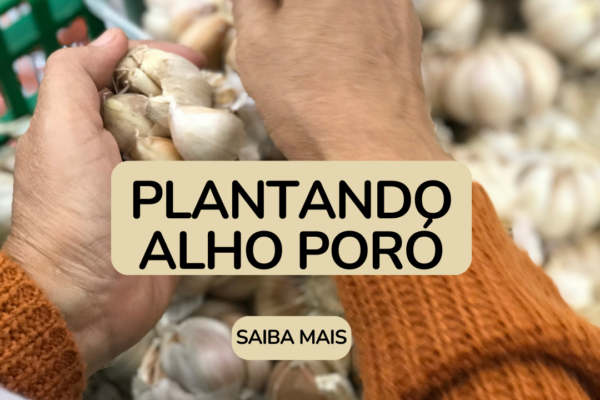 Como Plantar Alho-Poró: Um Guia Passo a Passo
