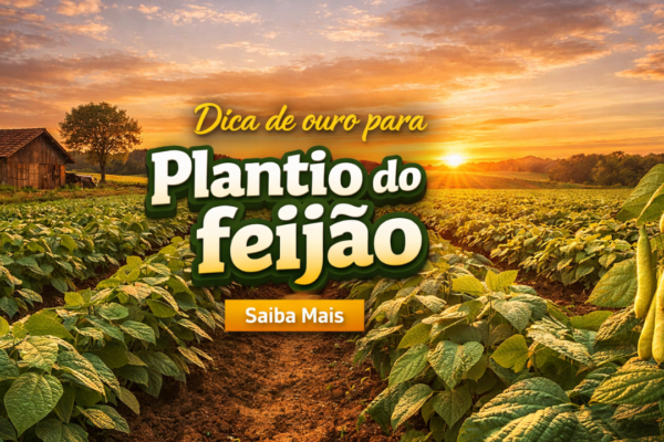 Dicas para um excelente plantio de feijão: aprenda a cultivar