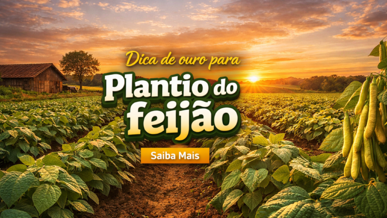 Imagem do artigo Dicas para um excelente plantio de feijão aprenda a cultivar