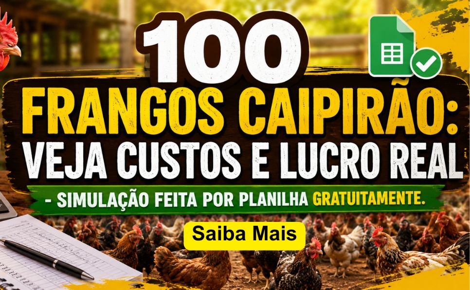 Imagem do artigo: Criação de Frango Caipirão: Como Criar Frango Caipira Pesadão Para Abate e Lucrar Mais