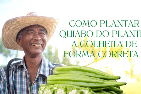 Como plantar quiabo do plantio a colheita de forma certa
