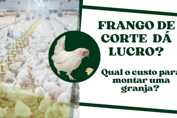 Frango de Corte dá lucro? Qual o custo para montar uma granja?