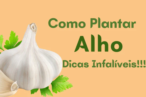 Saiba como plantar alho em casa com dicas infalíveis