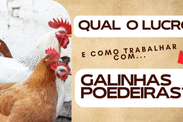 Qual o lucro e como trabalhar com galinhas poedeiras