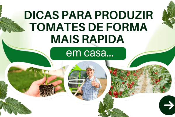 Dicas para produzir tomates em casa de forma mais rápida