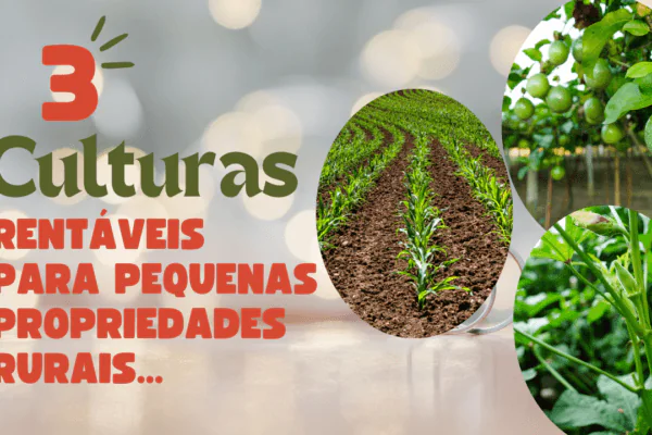 Culturas rentáveis para pequenas propriedades rurais