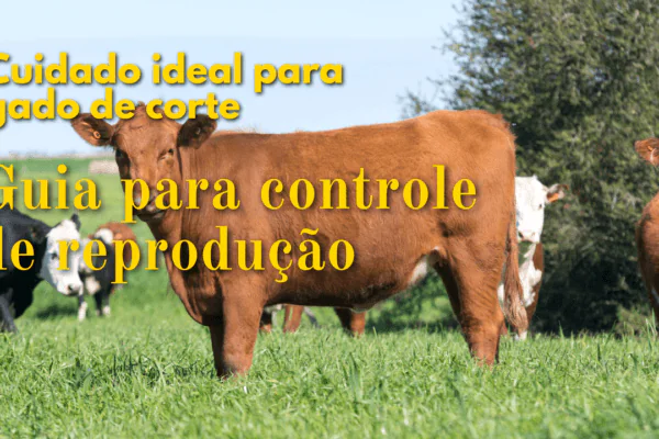 Cuidado ideal para gado de corte- Controle de reprodução